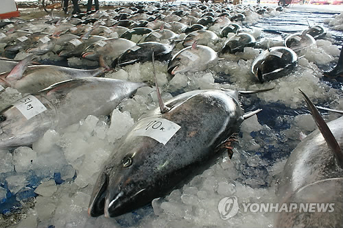 부산공동어시장에 참다랑어 풍어
