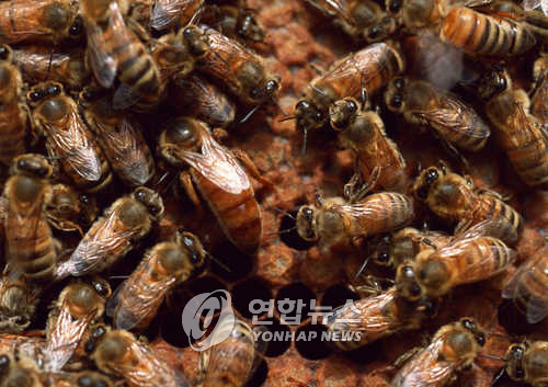 이른 무더위에 벌떼 기승..벌집제거 요청 급증