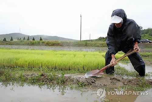 가뭄해소 단비에 바빠진 일손