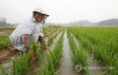 가뭄해소 단비에 바빠진 일손