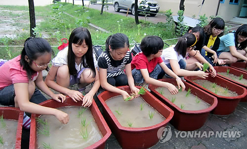 학교 안에 논이..해남군, 벼농사 체험포 설치