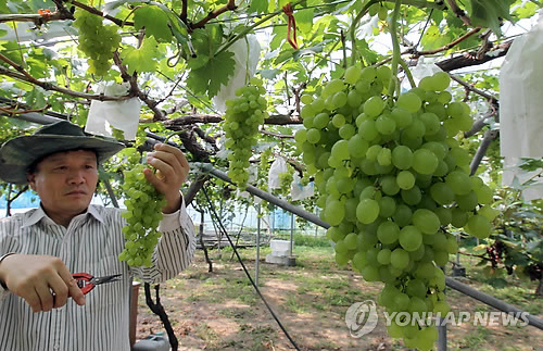 만든곳: 한국 네티즌본부 카페