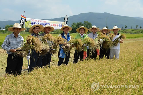 순천 해룡들서 도내 첫 노지벼 수확