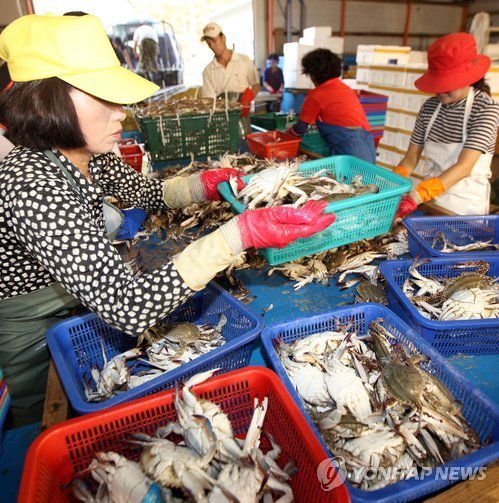 충남 서해안 꽃게 대풍