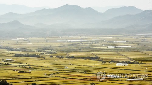 최전선 철원평야 황금 물결