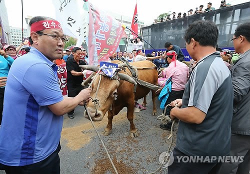 가로막힌 한우