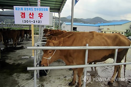 내가 충북 최고 한우