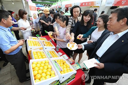 제주 감귤 맛보세요