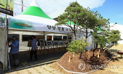 양양 송이축제 준비 한창
