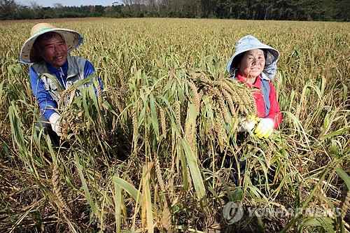 만든곳: 한국 네티즌본부 카페