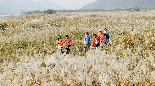 충주 비내섬은 은빛 세상