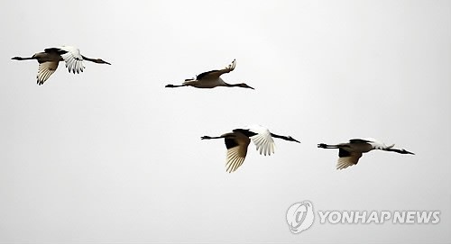 겨울 진객 두루미 철원평야 도래