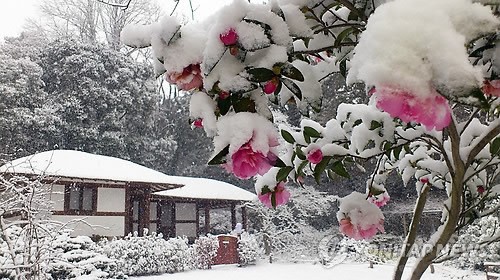 지상의 꽃과 천상의 꽃이 빚은 설화(雪花)