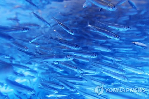 창공을 비상(飛上)하는 듯한 은빛 요정