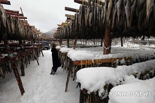 폭설에 바빠진 황태덕장