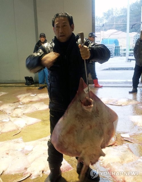 흑산홍어잡이 어민 풍어가 대신 한숨