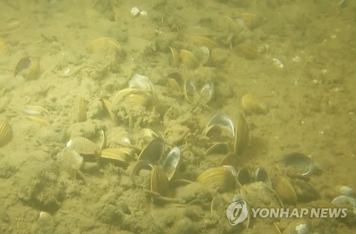4대강 사업탓 남한강 재첩폐사·물고기 감소 논란