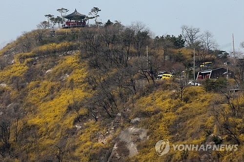 개나리꽃 피는 계절