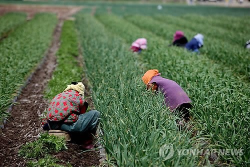 의령 마늘밭 김매는 아낙네