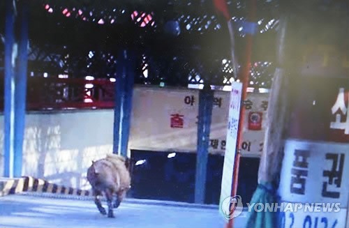 출근 시간 분당 야탑역에 멧돼지 출현…일대 소동
