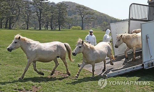 파릇한 풀밭으로 나온 조랑말
