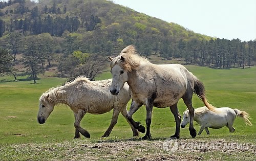 제주 조랑말, 한라산 방목장으로 귀환