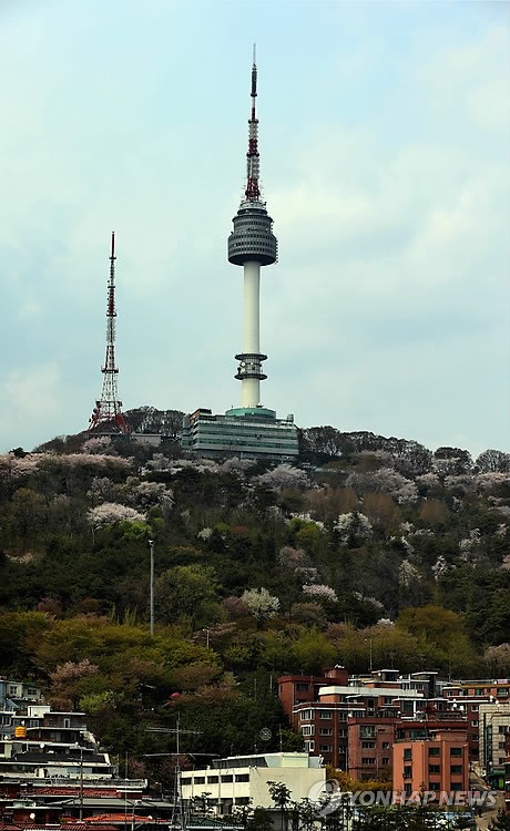 남산 벚꽃