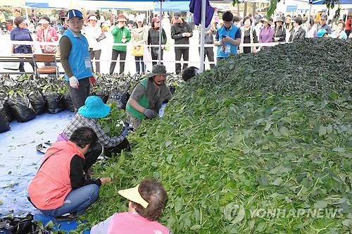치악산 산나물 축제 성황