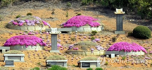 <카메라뉴스> 꽃잔디로 장식한 묘지 눈길
