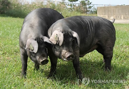 맛·번식력 뛰어난 국산 흑돼지 품종 육성