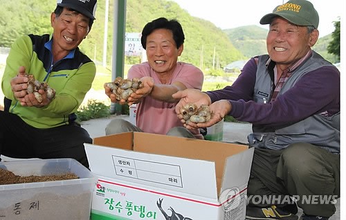 굼벵이 길러 돈 버는 영동 산골마을