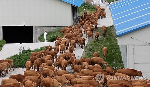 방목장으로 향하는 한우들