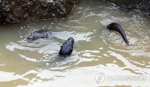 화천 수달연구센터에 방사된 수달