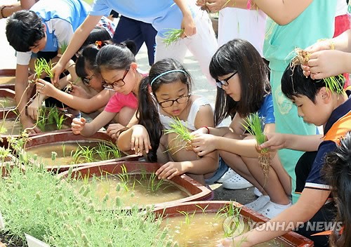 해남군 서울 초등학교에 벼 체험포 설치
