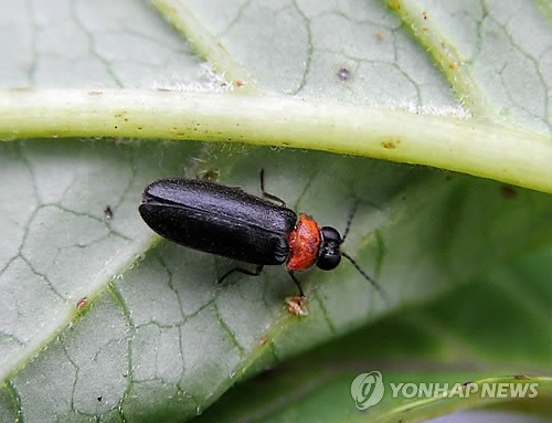 제주 청수곶자왈서 발견된 운문산반딧불이