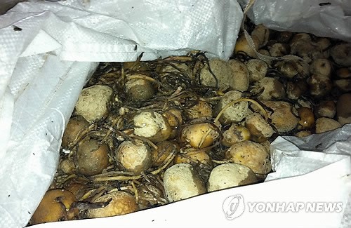 환경호르몬 공업용 약품으로 감자전분 제조