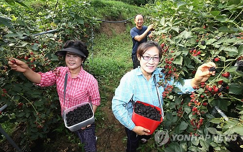 지리산자락 산청 블랙베리 맛보세요