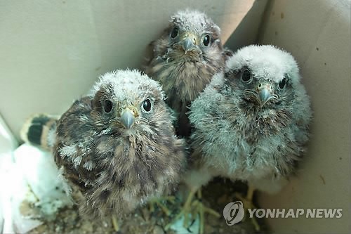 만든곳: 한국 네티즌본부 카페