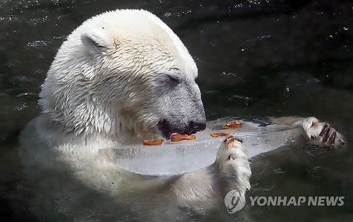 시원한 얼음과자