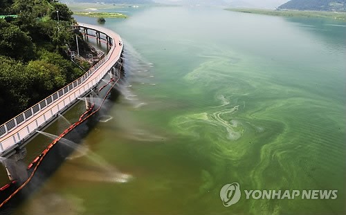 취수장 위협하는 거대한 낙동강 녹조라떼