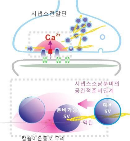 뇌신경세포 신호전달의 최종단계 작용 밝혀