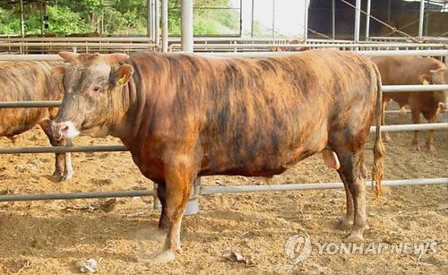 토종 한우 칡소 고기품질 월등<한경대>