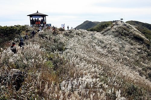 억새 물결 오서산…보령·홍성 관리 경쟁