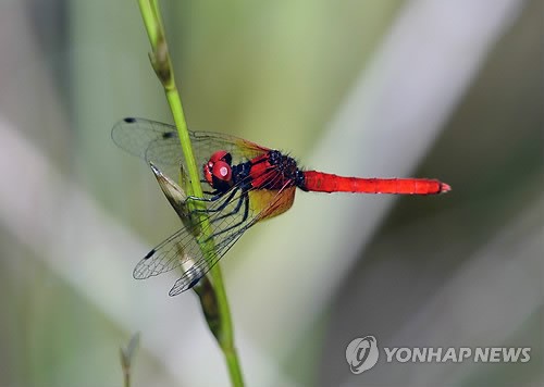 사진이 안보일 때→우측클릭→'사진보기' 클릭, OK. ☞작성: Daum카페: 한국 네티즌본부