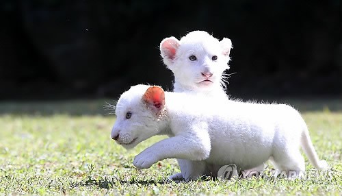 사진이 안보일 때→우측클릭→'사진보기' 클릭, OK. ☞작성: Daum카페: 한국 네티즌본부