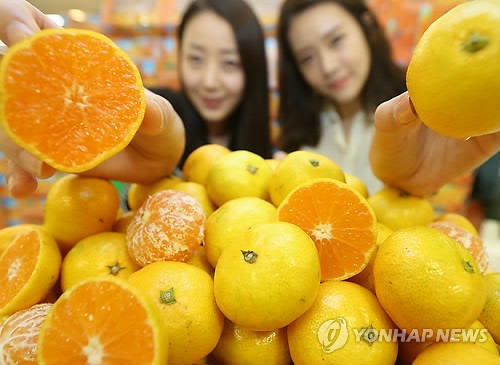 가을에 먹는 제주 밀감