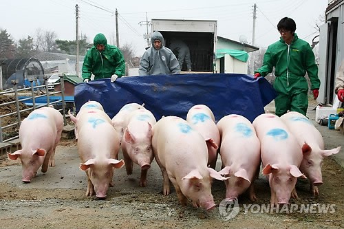 사육 돼지 1천만마리 사상 최대…가격은 안정세(종합)