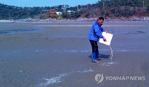 조개의 여왕 백합 대량 생산 활짝…인공종묘 성공