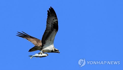 만든곳: 한국 네티즌본부 카페