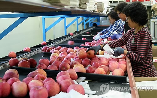 단양 단고을 죽령사과 수출 호조…50t 규모